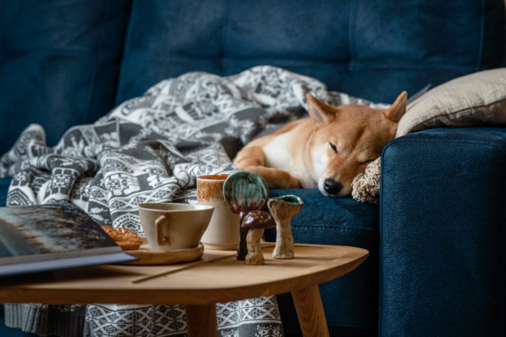 A cozy setting with a soft blanket, a warm cup of tea, and a pet nearby, creating a safe space to process emotions.